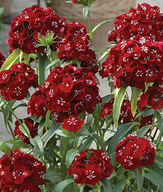 Dianthus, Sweet Black Cherry